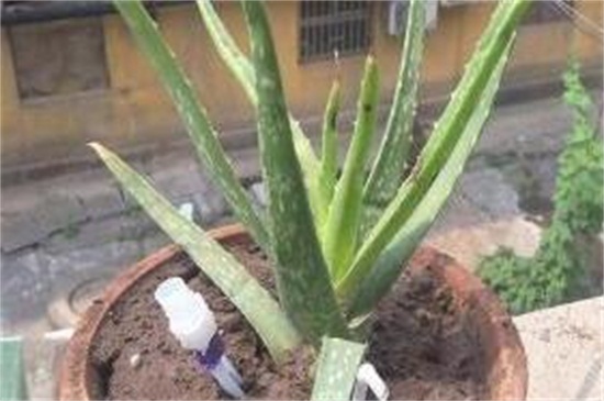 盆栽芦荟叶子发黄如何办，更换盆土控制水肥