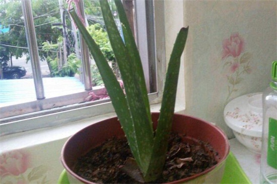 芦荟叶子发黄如何回事，水肥不足以及温差较大
