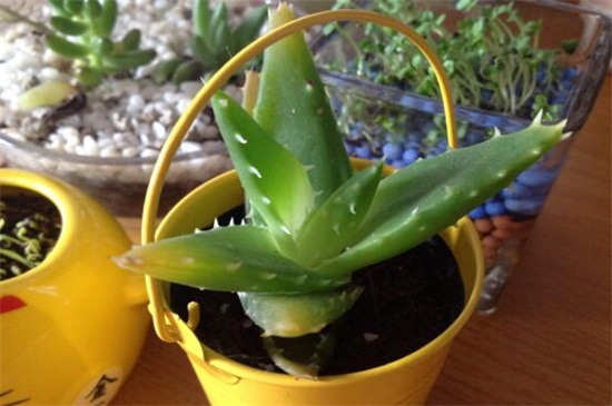 芦荟叶子发黄如何回事，水肥不足以及温差较大