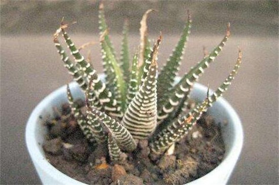 芦荟叶子发黄如何回事，水肥不足以及温差较大