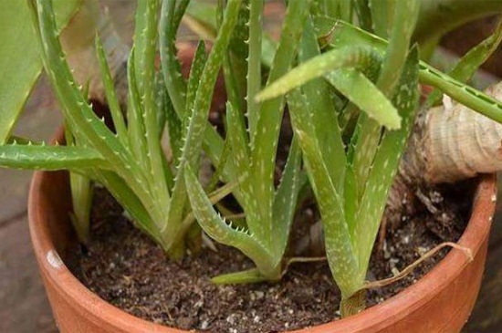 芦荟分株养殖办法步骤,4个步骤使其快速成活