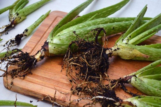 芦荟分株养殖办法步骤,4个步骤使其快速成活