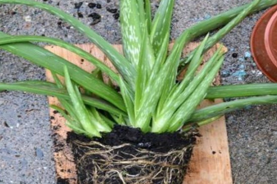 芦荟分株养殖办法步骤,4个步骤使其快速成活