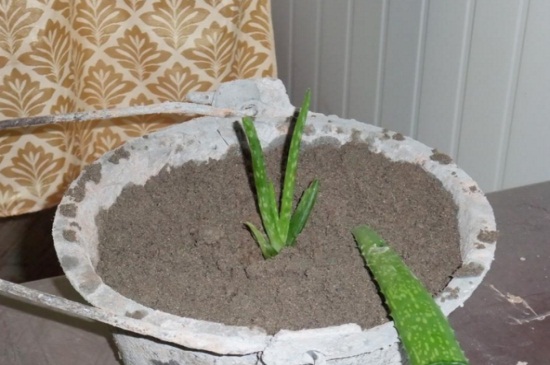 芦荟分株养殖办法步骤,4个步骤使其快速成活