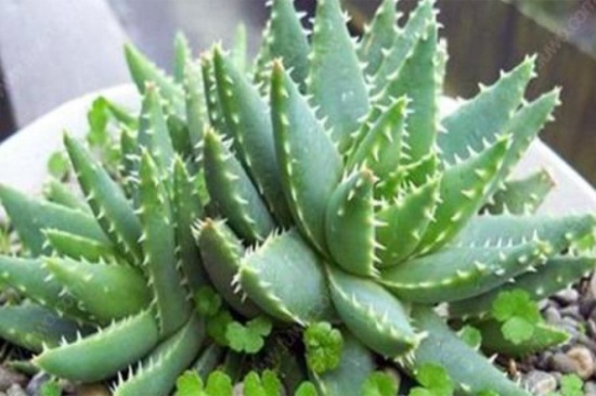 芦荟砍头步骤示意图,春季砍头可保留一对叶子