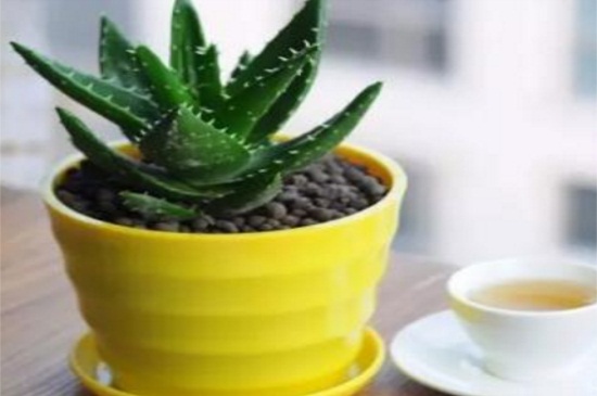 芦荟砍头步骤示意图,春季砍头可保留一对叶子