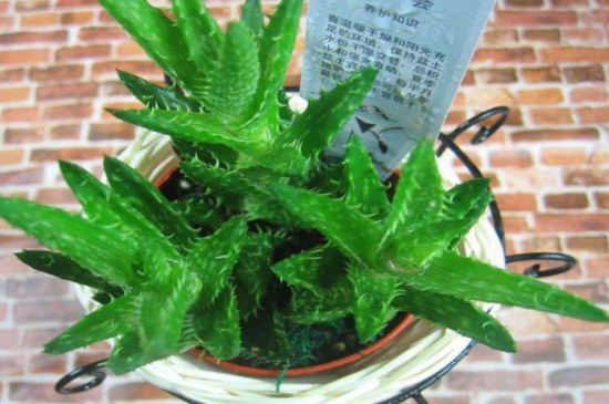 芦荟砍头步骤示意图,春季砍头可保留一对叶子