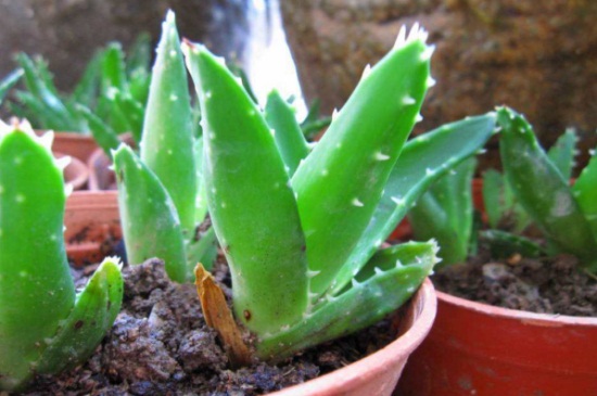 芦荟砍头步骤示意图,春季砍头可保留一对叶子