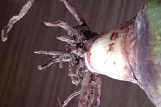 芦荟烂根处理图解,修根处理并消毒杀菌