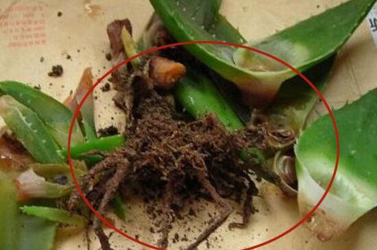 芦荟烂根处理图解,修根处理并消毒杀菌