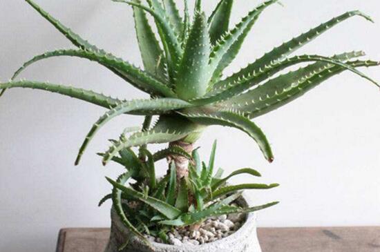 芦荟如何养才能更旺盛，潮湿环境定期换盆