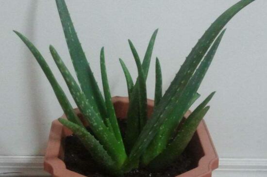 芦荟如何养才能更旺盛，潮湿环境定期换盆