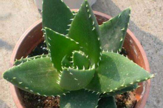 芦荟如何养才能更旺盛，潮湿环境定期换盆