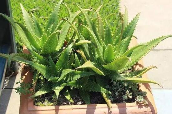 芦荟把根切断了如何栽,剪掉根系斜插芦荟