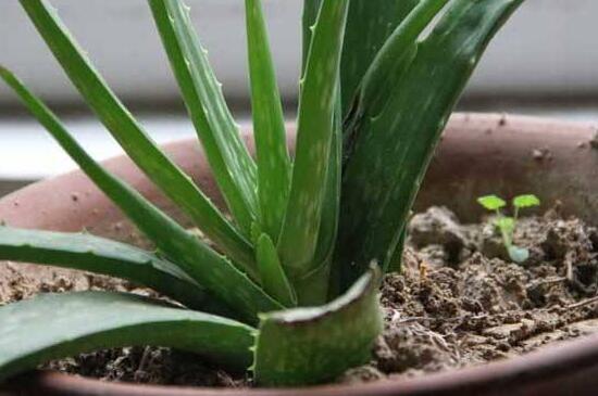 芦荟把根切断了如何栽,剪掉根系斜插芦荟