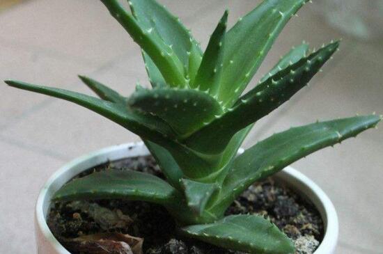 芦荟把根切断了如何栽,剪掉根系斜插芦荟