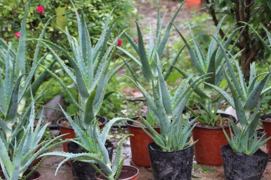 芦荟把根切断了如何栽,剪掉根系斜插芦荟