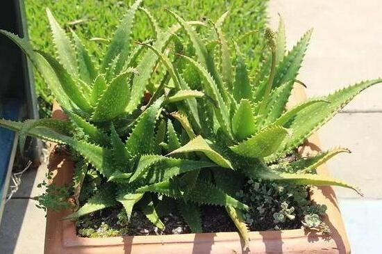 芦荟茎扦插养殖办法，阴凉养护少量浇水