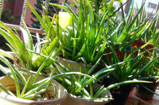 芦荟茎扦插养殖办法，阴凉养护少量浇水