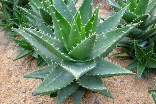 芦荟茎扦插养殖办法，阴凉养护少量浇水