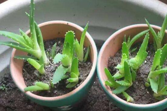 芦荟茎扦插养殖办法，阴凉养护少量浇水