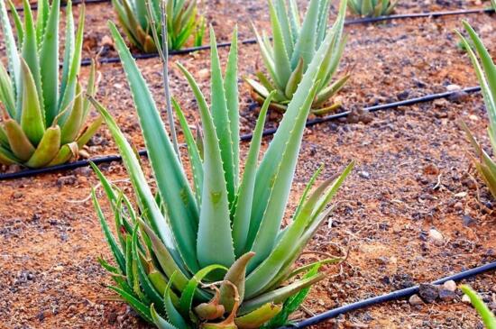 芦荟栽培养殖技术,阴凉环境适当浇水