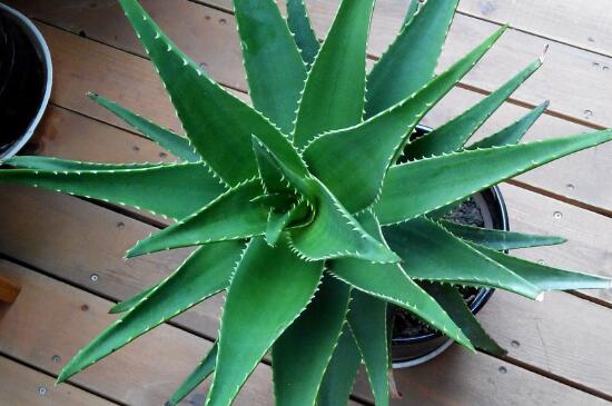 芦荟栽培养殖技术,阴凉环境适当浇水