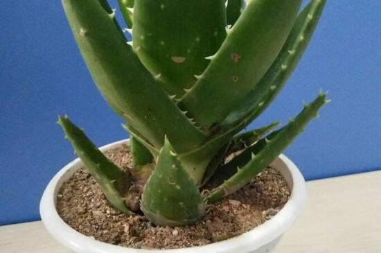 芦荟栽培养殖技术,阴凉环境适当浇水