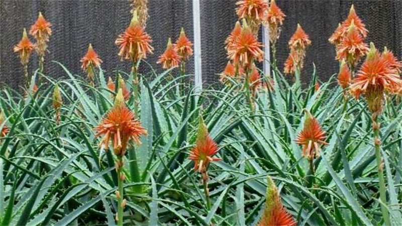 家里芦荟开花后如何办