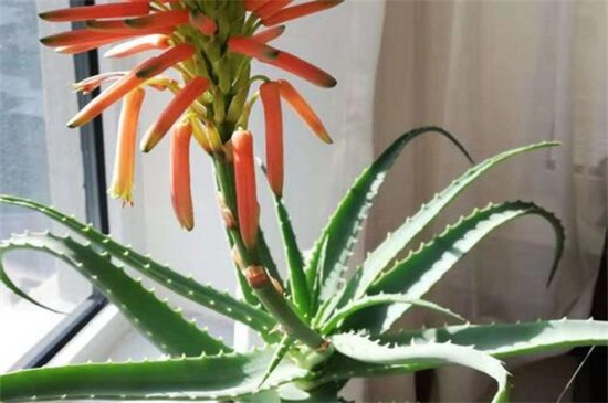 家里芦荟开花后如何办