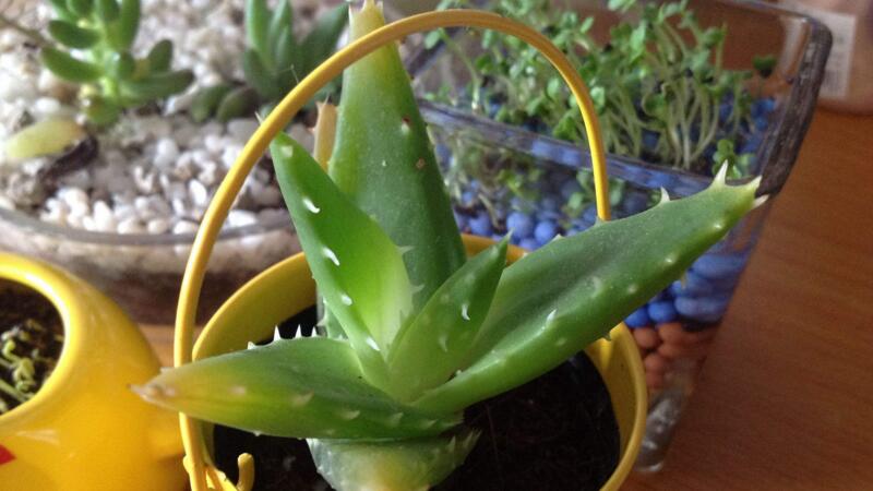 芦荟叶子发黄如何办