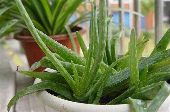 芦荟叶子发黄如何办