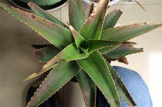 芦荟叶子发黄如何办