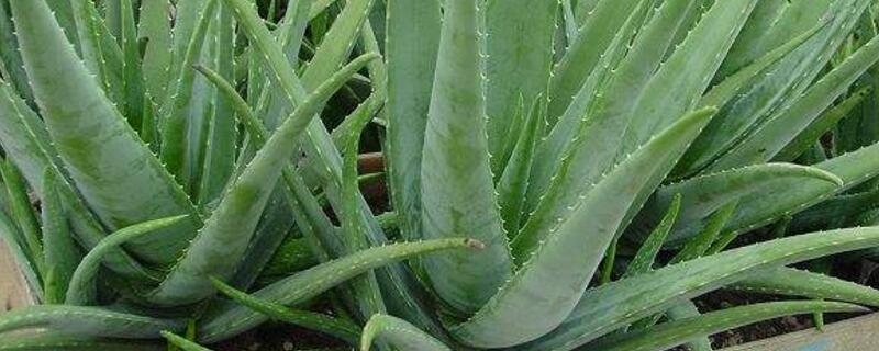 最好的芦荟种类
