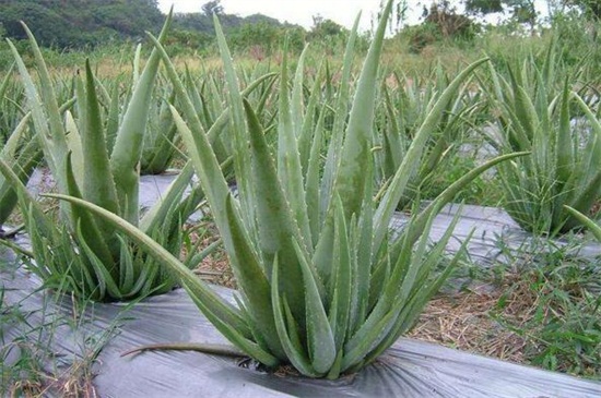 最好的芦荟种类