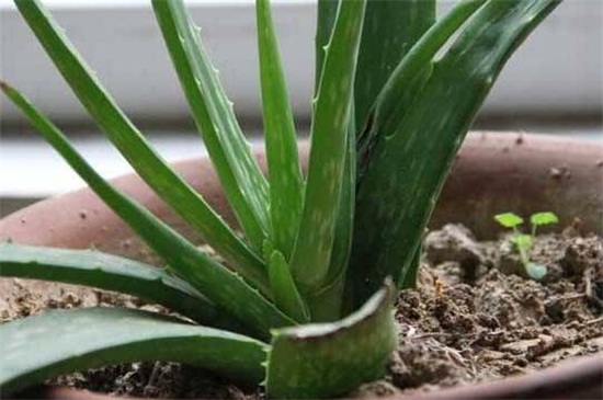 最好的芦荟种类