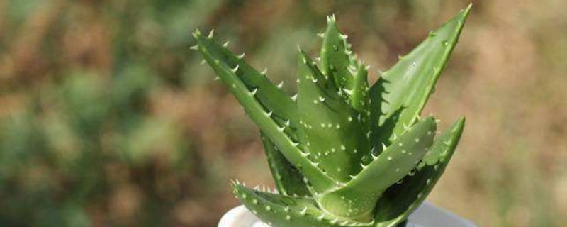 美容芦荟如何养