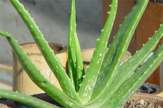 美容芦荟如何养