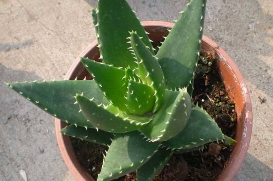 美容芦荟如何养