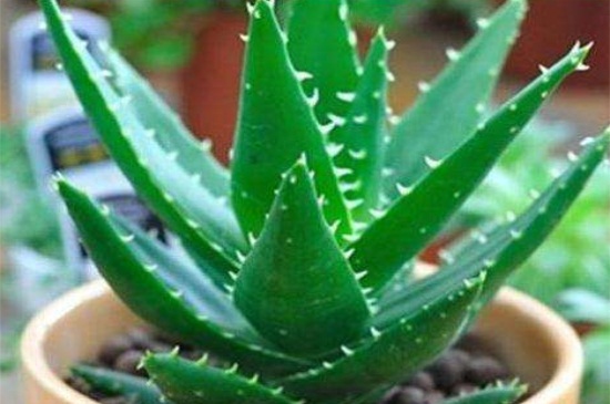 美容芦荟如何养