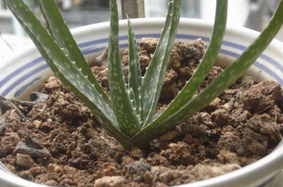 美容芦荟如何养