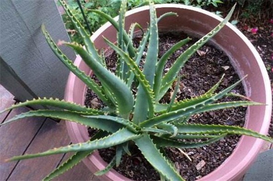 芦荟如何分株
