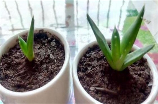 芦荟如何分株