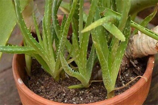 芦荟如何繁殖