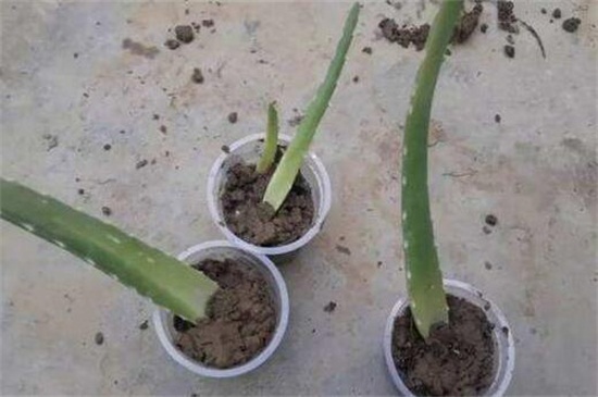 芦荟如何繁殖