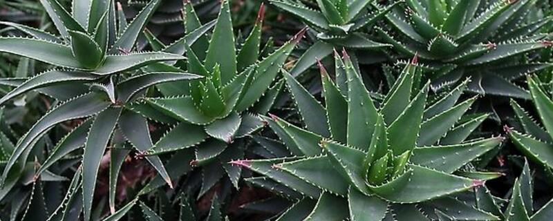 芦荟如何养才能长得快