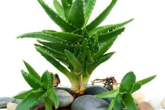 芦荟如何养才能长得快