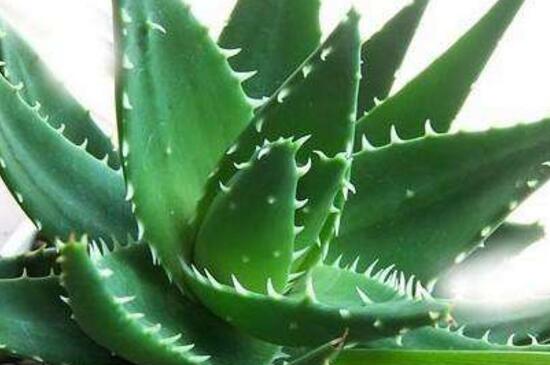 芦荟如何养才能长得快