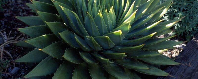 多叶芦荟的养殖办法和留意事项