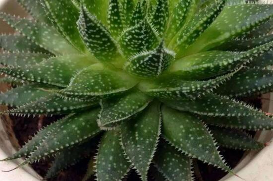 多叶芦荟的养殖办法和留意事项